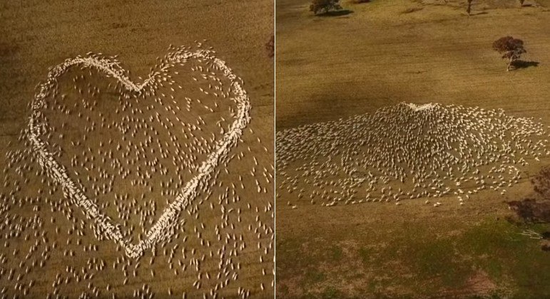He was prevented from attending his aunt's funeral...a farmer uses a flock to pay tribute - News