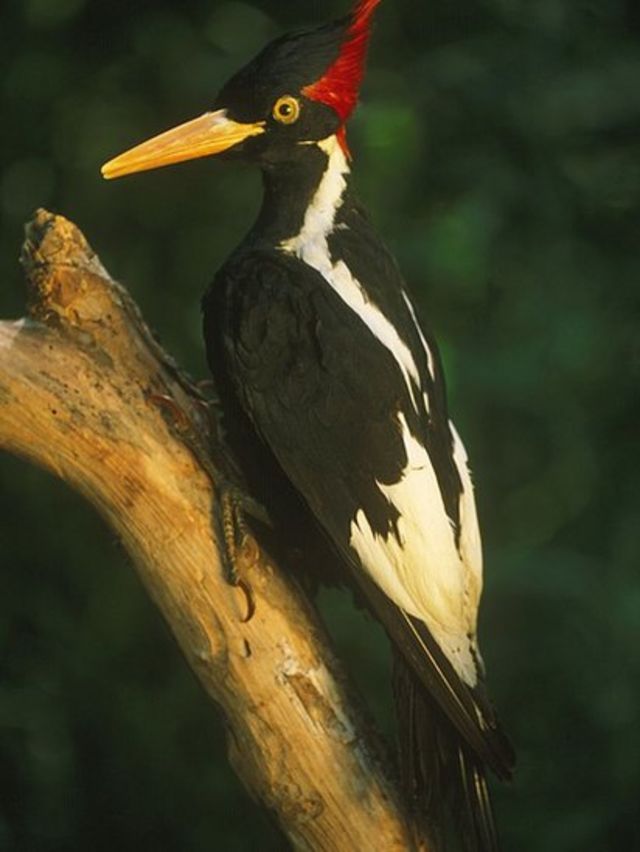 Ivory-built woodpecker, Campbellus principilis, probably extinct;  Last 1980s, Louisiana, USA (Photo: Ascap / Universal Images Group via Getty Images)