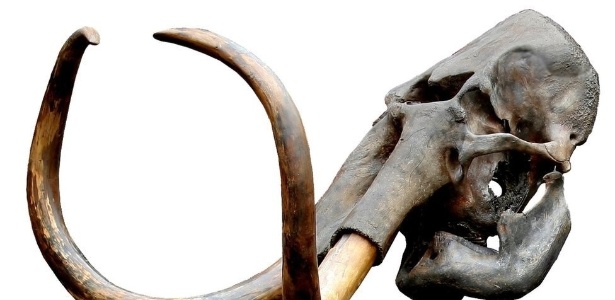 How science can recreate a species of mammoth that went extinct 4,000 years ago - 09/18/2021