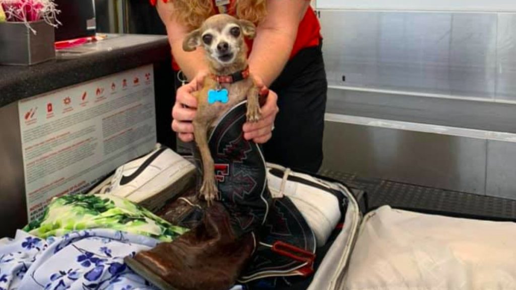 Owners find a Chihuahua in a suitcase after being notified of excess baggage |  extraordinary world