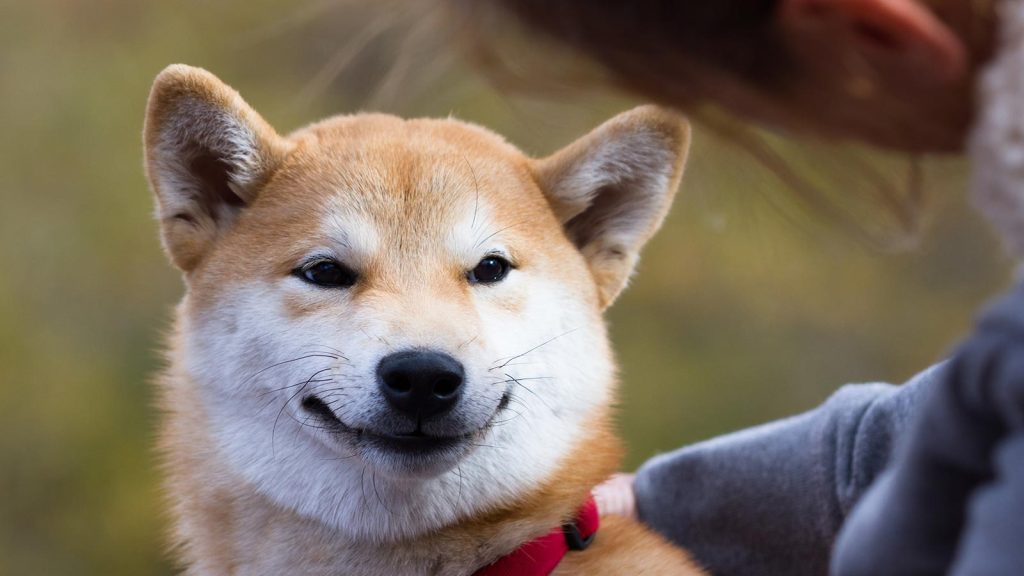 The dollar invested in the Shiba Inu cryptocurrency a year ago achieved 2 million Brazilian riyals
