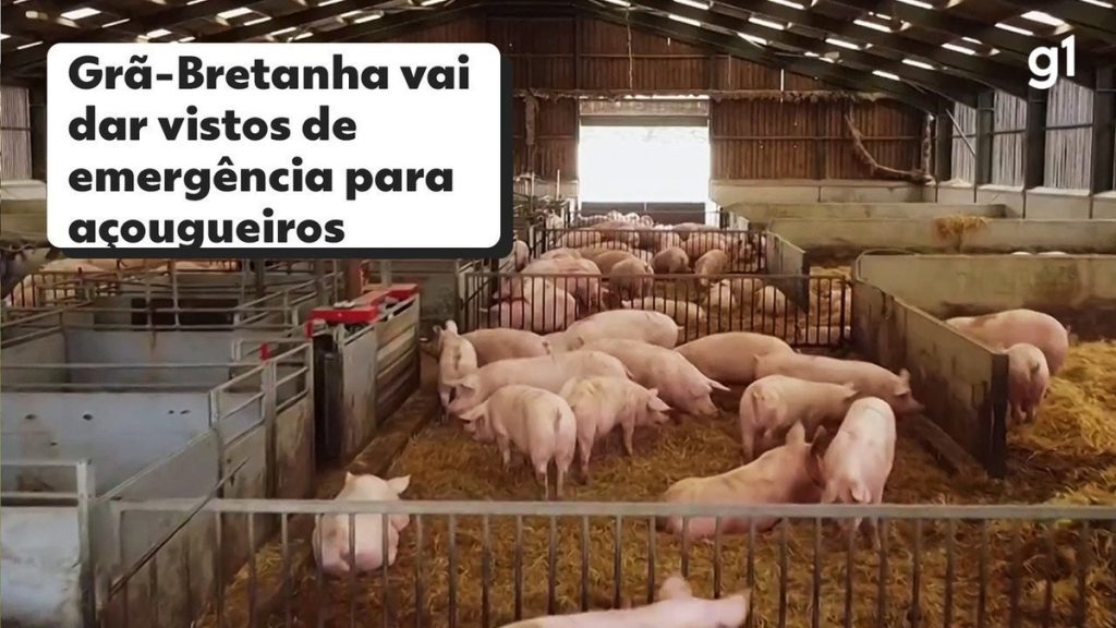 Britain grants emergency visas to 800 butchers to slaughter pigs  agricultural business