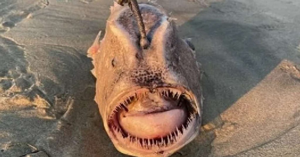 A scary fish sparks the interest of tourists on a California beach
