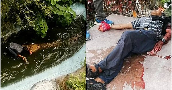Tourist misses crocodile for animal statue and gets attacked at themed resort