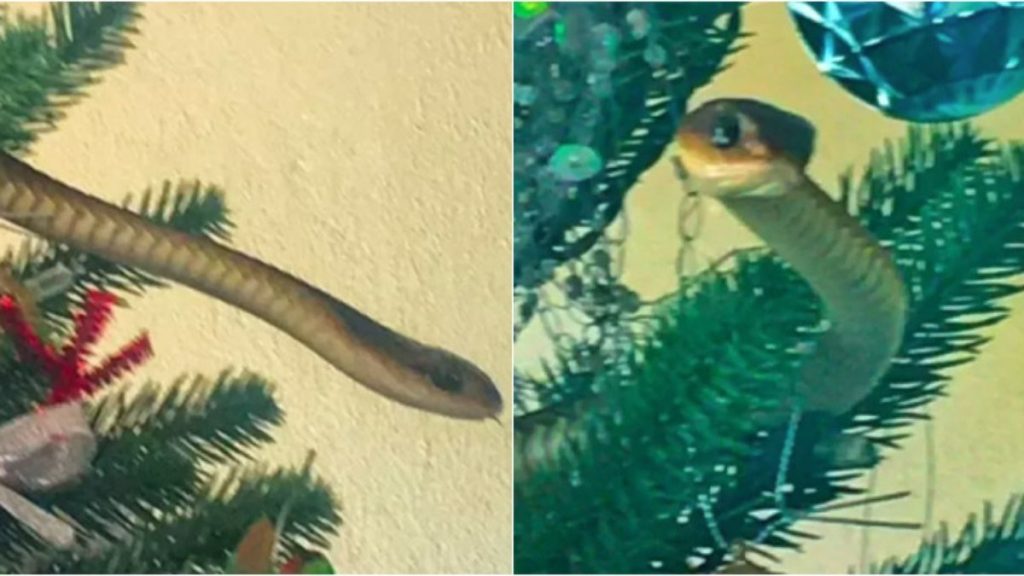 A family catches a poisonous snake hidden in a Christmas tree;  Watch the video |  extraordinary world