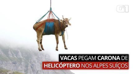 Cows fly by helicopter in the Swiss Alps