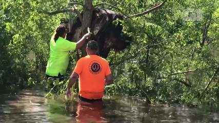 Video: Cow stuck in a tree and saved by US residents