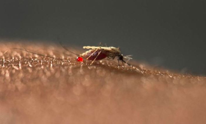 The World Health Organization said malaria deaths increased in 2020 due to Covid-19 restrictions