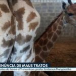 Pakistani police seize 15 giraffes in Mangartiba resort, arrest two people for ill-treatment |  Rio de Janeiro