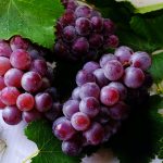 Você gosta de uva?  Descubra an importância dessa fruta para a saúde!