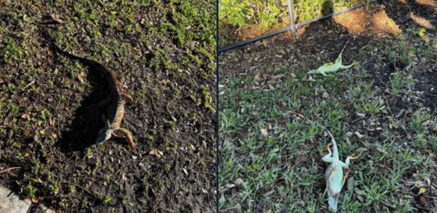 Extreme cold "freezes", knocks iguanas from trees in South Florida