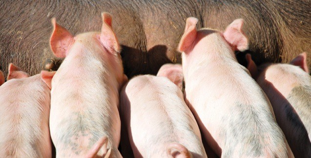 Pig and broiler production costs start in 2022 with a strong rise