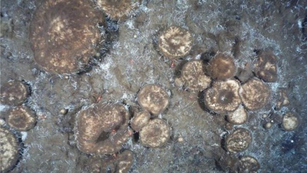 Scientists reveal the mystery of "alien" life in the depths of the Arctic |  Science