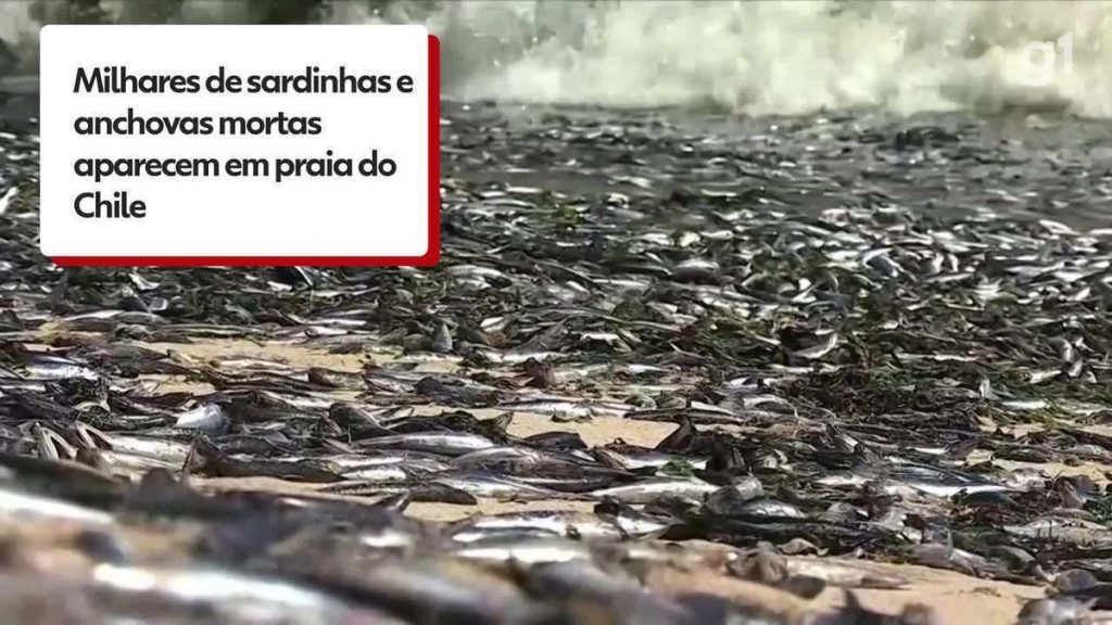 Thousands of sardines and anchovies perish on a Chilean beach;  Watch the video |  World