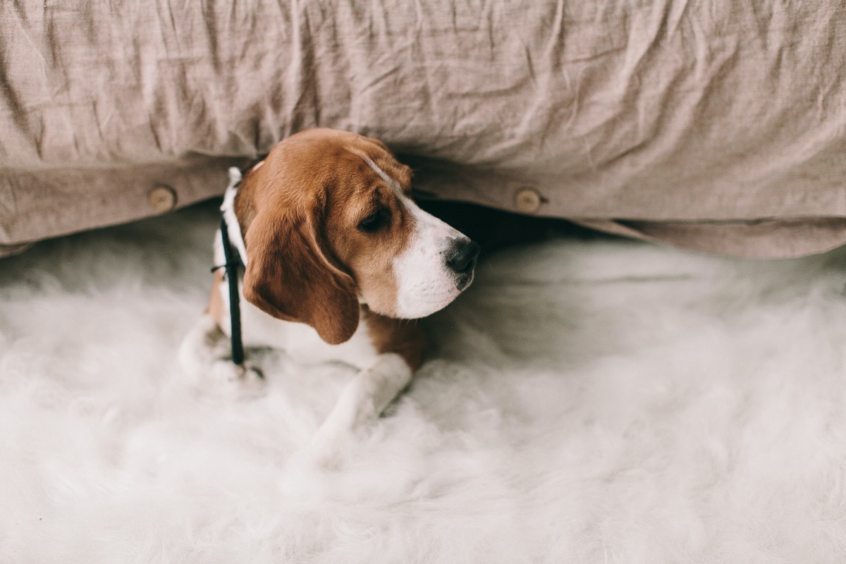 Many dogs show symptoms of mental health issues, such as loss of appetite and frustration, but most owners are unaware (Photo: Pexels/Lina Kivaka/CreativeCommons)
