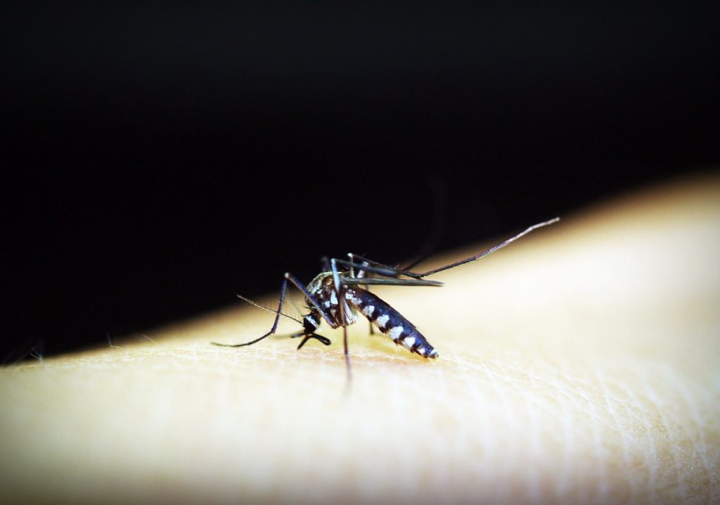 Tramandi recorded its first confirmed case of dengue fever in 2022