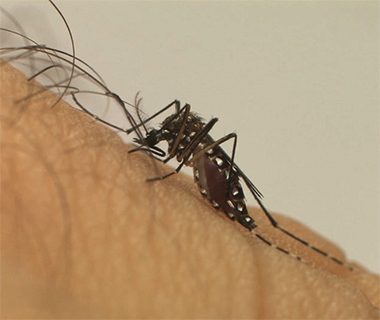 Dengue cases grow about 400% in Teresina, and Side is looking into genome mutation