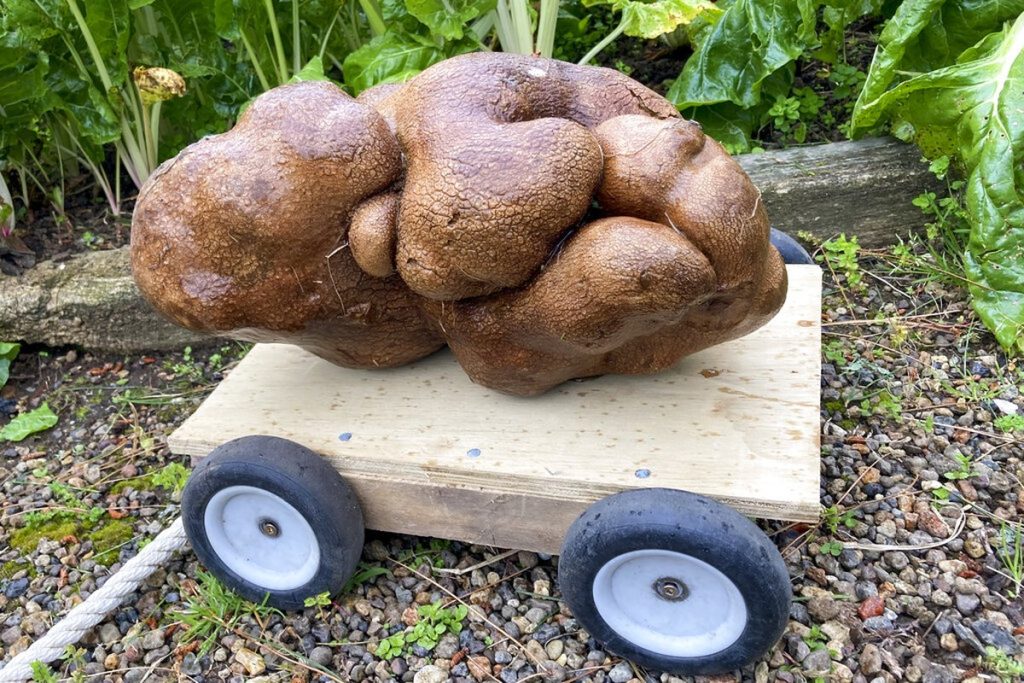 DNA reveals that the "world's largest potato" is a pumpkin and is out of the Guinness Book of Records |  agricultural business