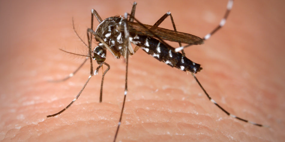 Dengue fever causes eight deaths and affects 16 municipalities in SC