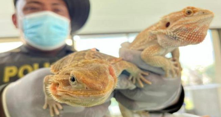 Lizards, snakes, starfish, chameleons, turtles and fish are among the animals rescued.