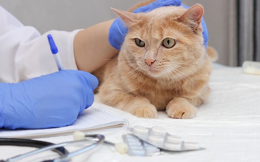 Animal health plan: What is it, how does it work and how much does it cost?  - animal life