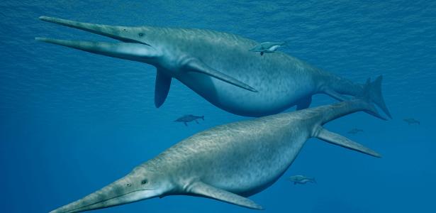 The fossil that may be the largest animal in the world