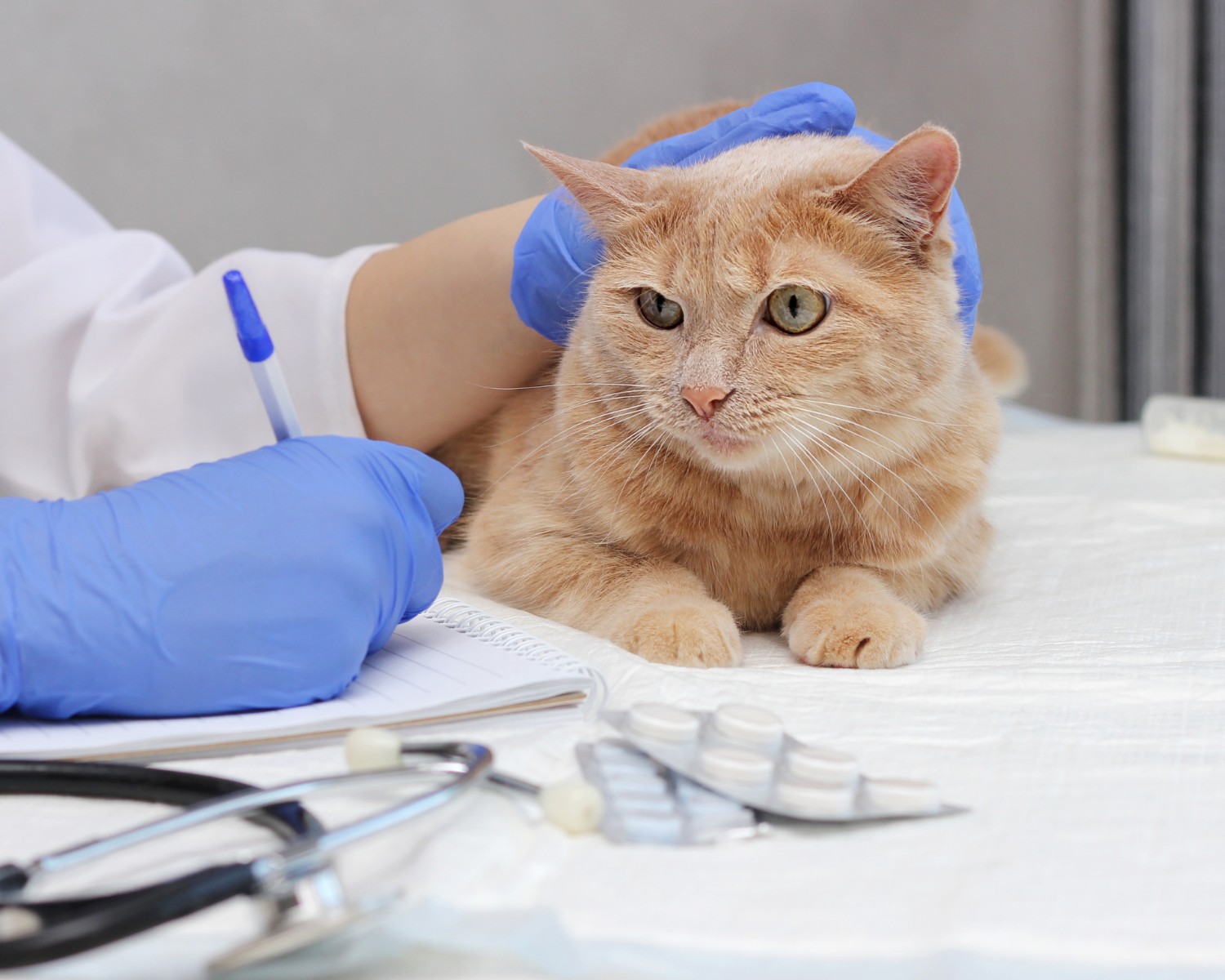 Animal health plan: What is it, how does it work and how much does it cost?
