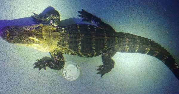 Scary: Family discovers crocodile swimming in home pool in US - International