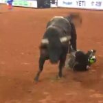 Two-time riding champion MS Cowboy was trampled by a bull in an American competition – sport