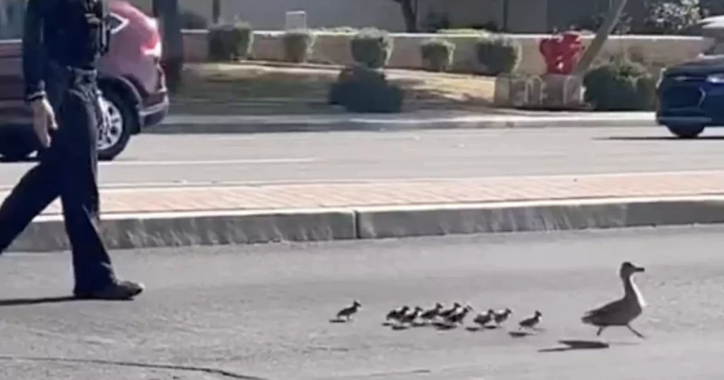 A police officer helps a mother duck and her cubs cross a busy street - Metro World News Brasil