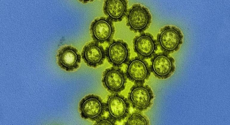 Capacidade de eliminar o vírus estaria associada às complicações cardíacas, diz cientista