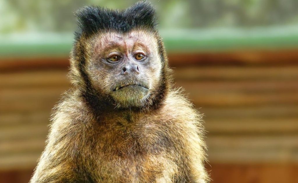 "Monkey Kunia" diagnosed in the UK;  The first confirmed patient in the UK in 2018