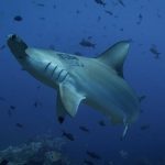 Scientists suggest that sharks live near an active underwater volcano;  What happened was already recorded years ago