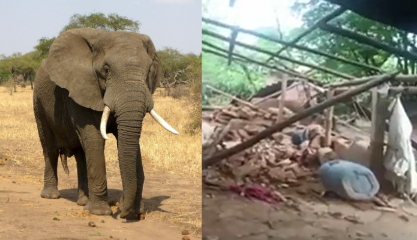 An elephant killed an old woman and trampled her in a funeral gathering the herd and destroying the village of the victim