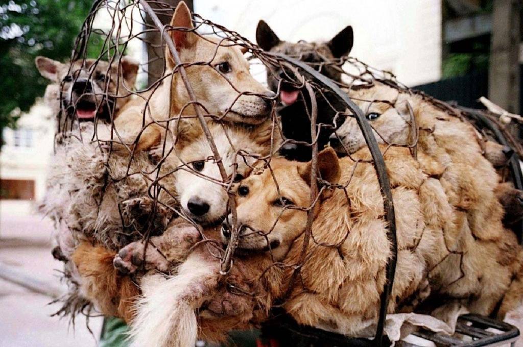 Activists rescued 386 dogs that were to be eaten in China's Yulin Festival