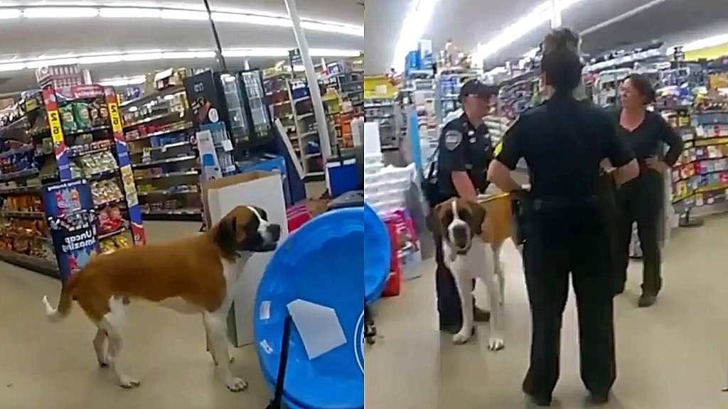 Giant dog refuses to leave the store at closing time and the police are called