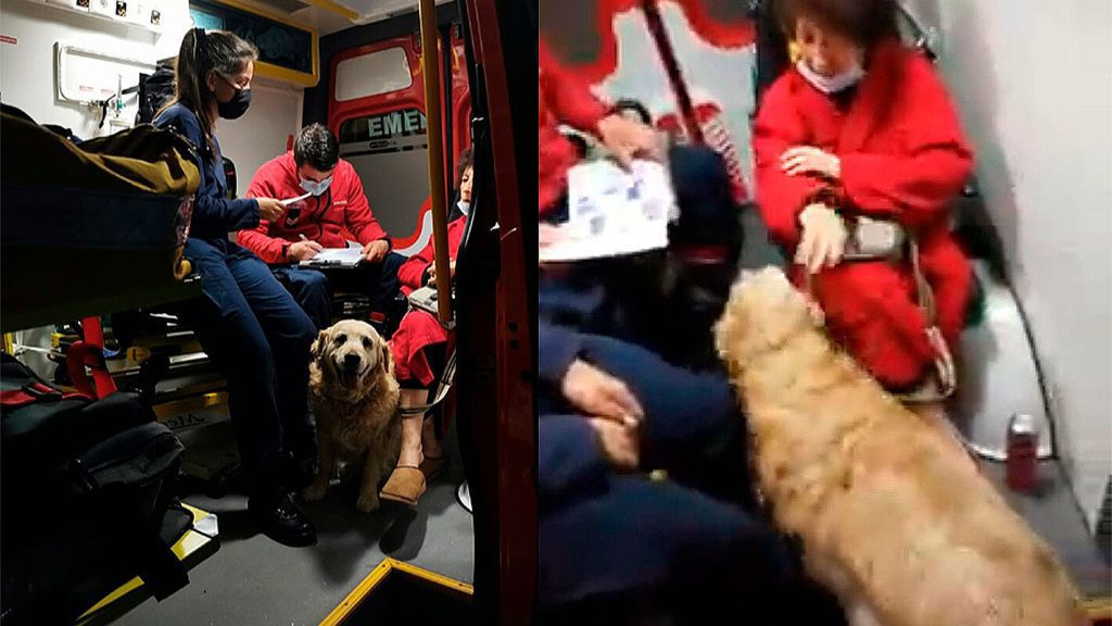 The dog refuses to leave its owner alone in the ambulance and transports the paramedics