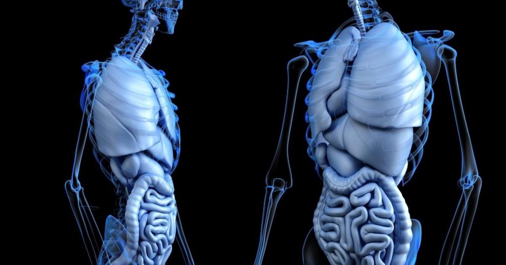Why is the gut considered our "second brain"?