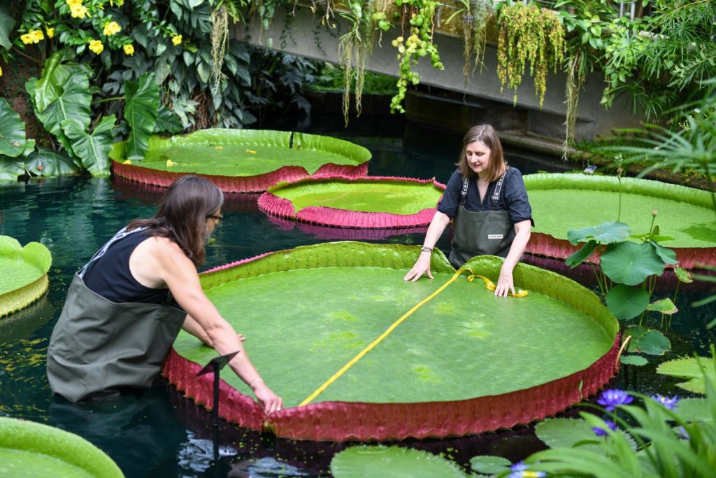 Scientists discover new species of giant water lily that was hidden 177 years ago |  environment